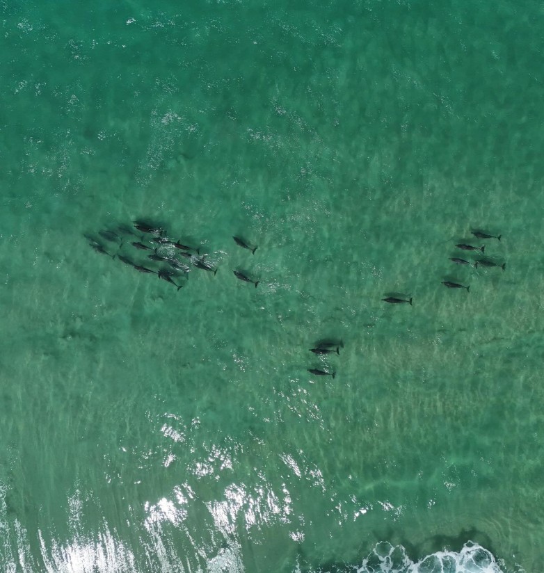 Top 3 places to spot dolphins